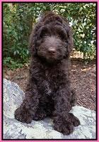 Paris Usher pups 8 wks old 8 100