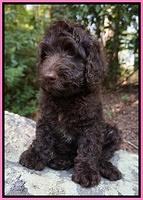 Paris Usher pups 8 wks old 9 100