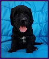 Paris Usher pups 6 wks old 111