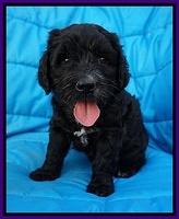 Paris Usher pups 6 wks old 131