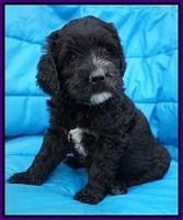 Paris Usher pups 6 wks old 23100