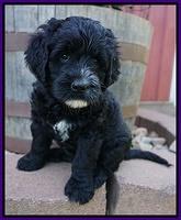 Paris Usher pups 7 wks old 281