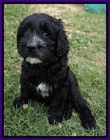 Paris Usher pups 7 wks old 301