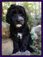 Paris Usher pups 8 wks old 21