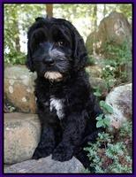 Paris Usher pups 8 wks old 31