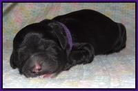 Paris Usher pups Newborn 131