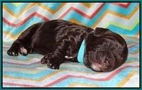 Paris Usher pups 1 wk old 18200