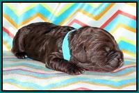 Paris Usher pups 1 wk old 19200