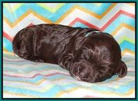 Paris Usher pups 1 wk old 20200