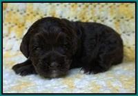 Paris Usher pups 2 wks old 141