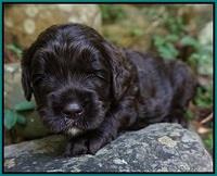 Paris Usher pups 3 wks old 221