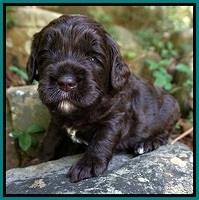 Paris Usher pups 3 wks old 231