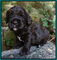 Paris Usher pups 3 wks old 241