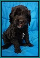 Paris Usher pups 6 wks old 141