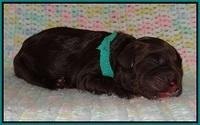 Paris Usher pups Newborn 161