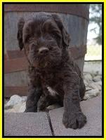 Paris Usher pups 4 wks old 1288