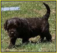 Paris Usher pups 4 wks old 3288