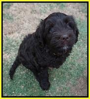 Paris Usher pups 7 wks old 351