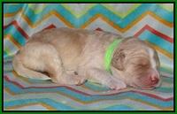 Paris Usher pups 1 wk old 24200