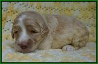 Paris Usher pups 2 wks old 191