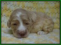 Paris Usher pups 2 wks old 201