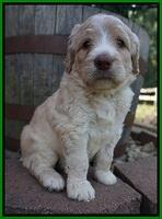 Paris Usher pups 4 wks old 281