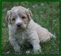 Paris Usher pups 4 wks old 291