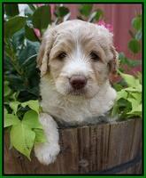 Paris Usher pups 5 wks old 281