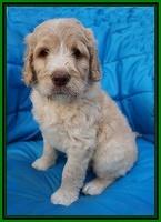 Paris Usher pups 6 wks old 11