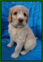 Paris Usher pups 6 wks old 21