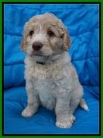 Paris Usher pups 6 wks old 35100