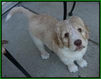 Paris Usher pups 7 wks old 1422