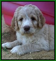 Paris Usher pups 7 wks old 401