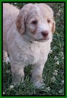 Paris Usher pups 7 wks old 411