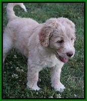 Paris Usher pups 7 wks old 421