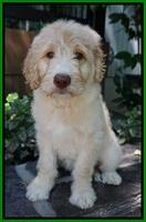 Paris Usher pups 8 wks old 2 100