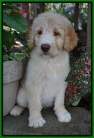 Paris Usher pups 8 wks old 4 100