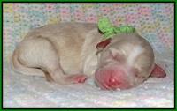 Paris Usher pups Newborn 191