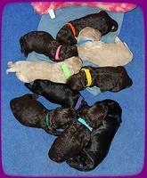 Paris Usher pups 1 wk old 11