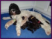 Paris Usher pups 1 wk old 21