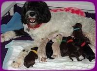 Paris Usher pups Newborn 11