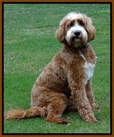 Dempsey 1 year old 11