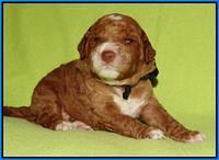 Noelle Dempsey pups 2 wks old 21