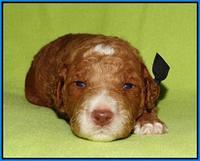 Noelle Dempsey pups 2 wks old 41