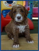 Noelle Dempsey pups 4 wks old 41