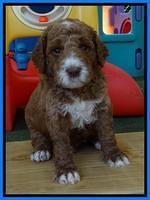 Noelle Dempsey pups 4 wks old 51