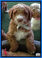 Noelle Dempsey pups 5 wks old 31