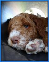 Noelle Dempsey pups 5 wks old 41