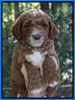 Noelle Dempsey pups 6 wks old 21