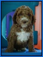 Noelle Dempsey pups 7 wks old 11
